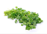 Coriander