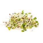 Sprouts - Alfalfa & Herbs